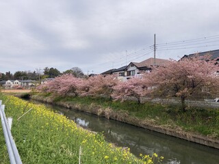 写真:桜1