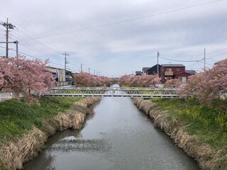 写真:桜3