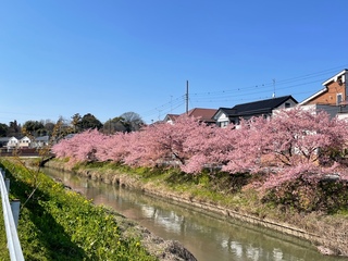 写真:桜5