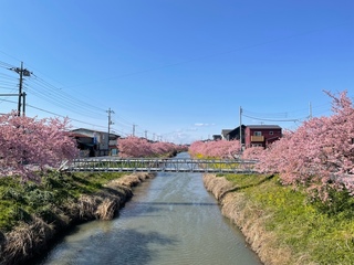 写真:桜7