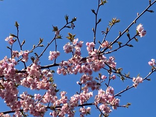 写真：桜8