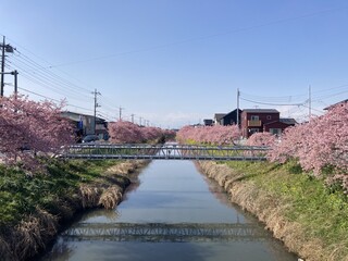 写真:桜11
