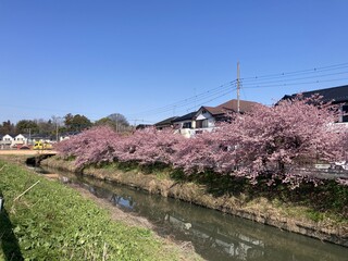 写真:桜13