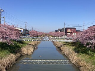 写真:桜15