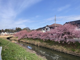 写真:桜17
