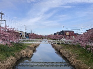 写真:桜19