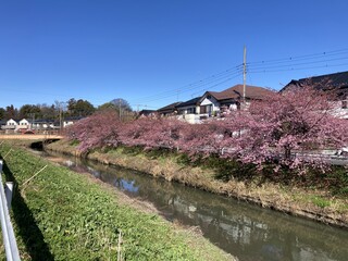 写真:桜21