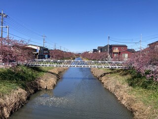 写真:桜23