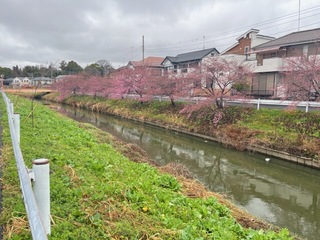 写真:桜25