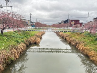 写真:桜27