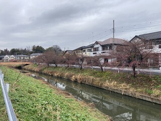 写真:桜29