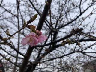 写真：桜30