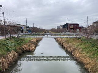写真:桜31