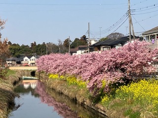 写真:桜1