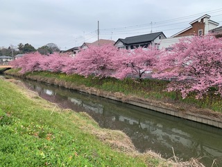 写真:桜5