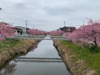 写真:桜7