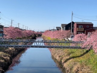 写真:桜11