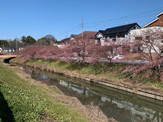 写真:桜13