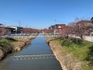 写真:桜15