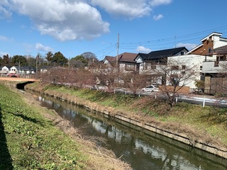 写真:桜17