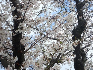 しらさぎ公園の写真2