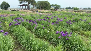 花しょうぶの写真1