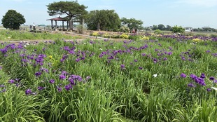 花しょうぶ遠景の写真