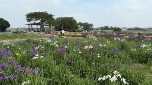 花しょうぶの遠景の写真
