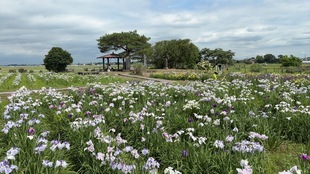 花しょうぶ遠景の写真