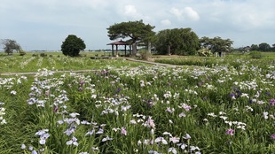 花しょうぶの写真1