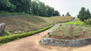 しらさぎ公園のラベンダー遠景の写真
