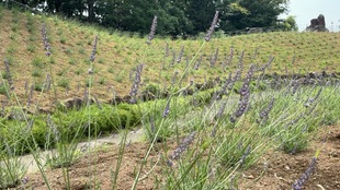 しらさぎ公園近景の写真