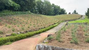 しらさぎ公園の遠景の写真