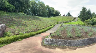 しらさぎ公園遠景の写真