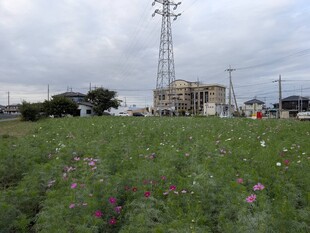 コスモスの写真（遠景）