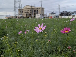 コスモスの写真（近景）