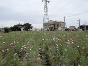 コスモスの遠景写真