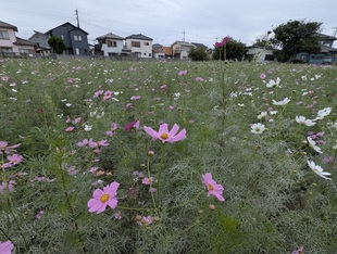 コスモスの近景写真