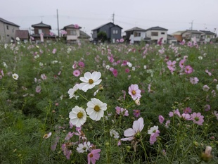 コスモスの写真（遠景）