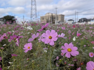 コスモスの近景写真