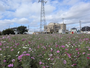 コスモス遠景の写真