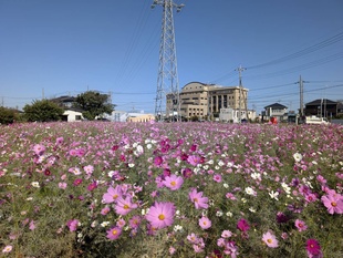 コスモス遠景の写真
