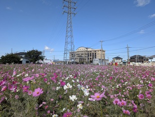 コスモス畑の遠景の写真1