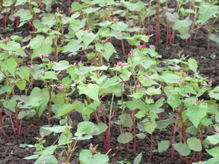 写真：赤花そば写真近景1
