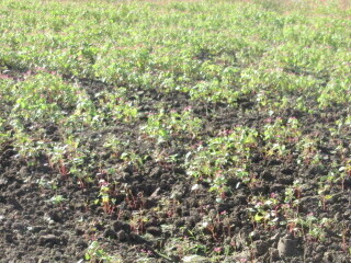 写真：赤花そば写真遠景2