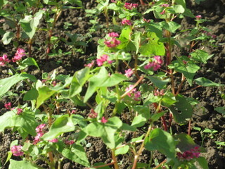 写真：赤花そば写真近景2