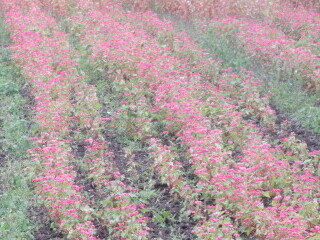 写真：赤花そば写真遠景3