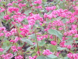 写真：赤花そば写真近景3
