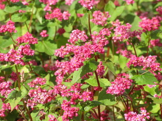 写真：赤花そば写真近景4