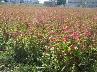 写真：赤花そば写真遠景5